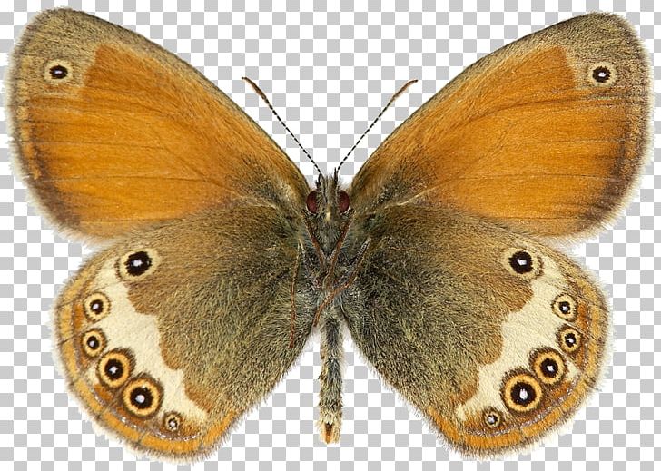 Clouded Yellows Brush-footed Butterflies Gossamer-winged Butterflies Silkworm Pieridae PNG, Clipart, Arthropod, Bombycidae, Brush Footed Butterfly, Butterflies And Moths, Butterfly Free PNG Download