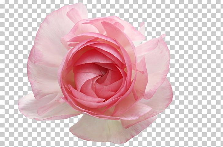 Garden Roses Centifolia Roses PNG, Clipart, Art, Artificial Flower, Creative Floral Patterns, Decorative, Floral Free PNG Download