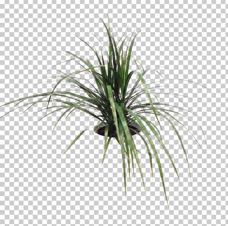 Sweet Grass Plant Stem Tree Grasses PNG, Clipart, Evergreen, Grass, Grasses, Grass Family, Miscellaneous Free PNG Download