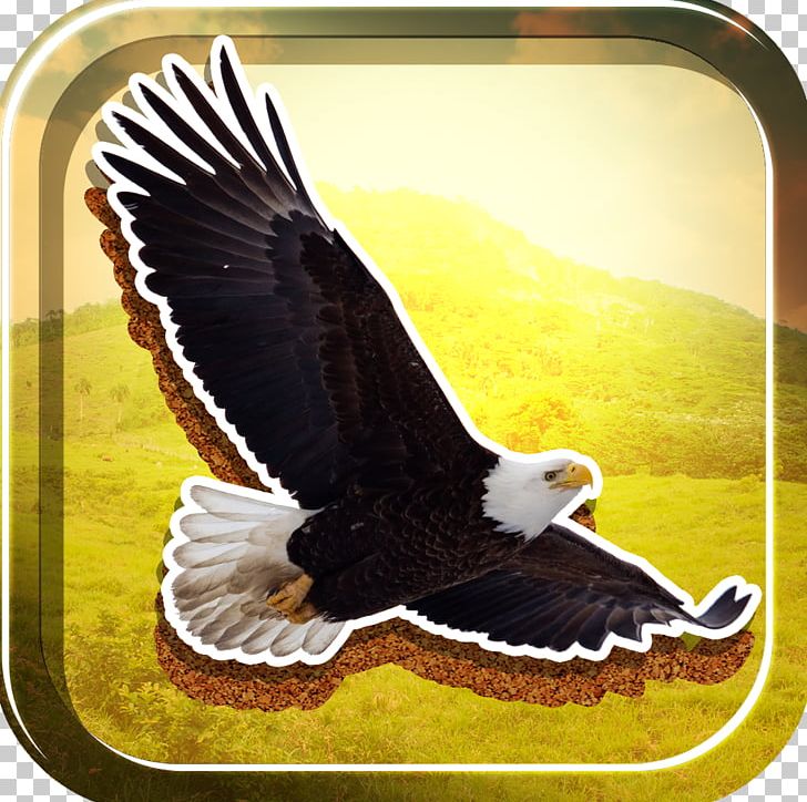 Bald Eagle Beak PNG, Clipart, Accipitriformes, American, American Eagle, Animals, Bald Eagle Free PNG Download