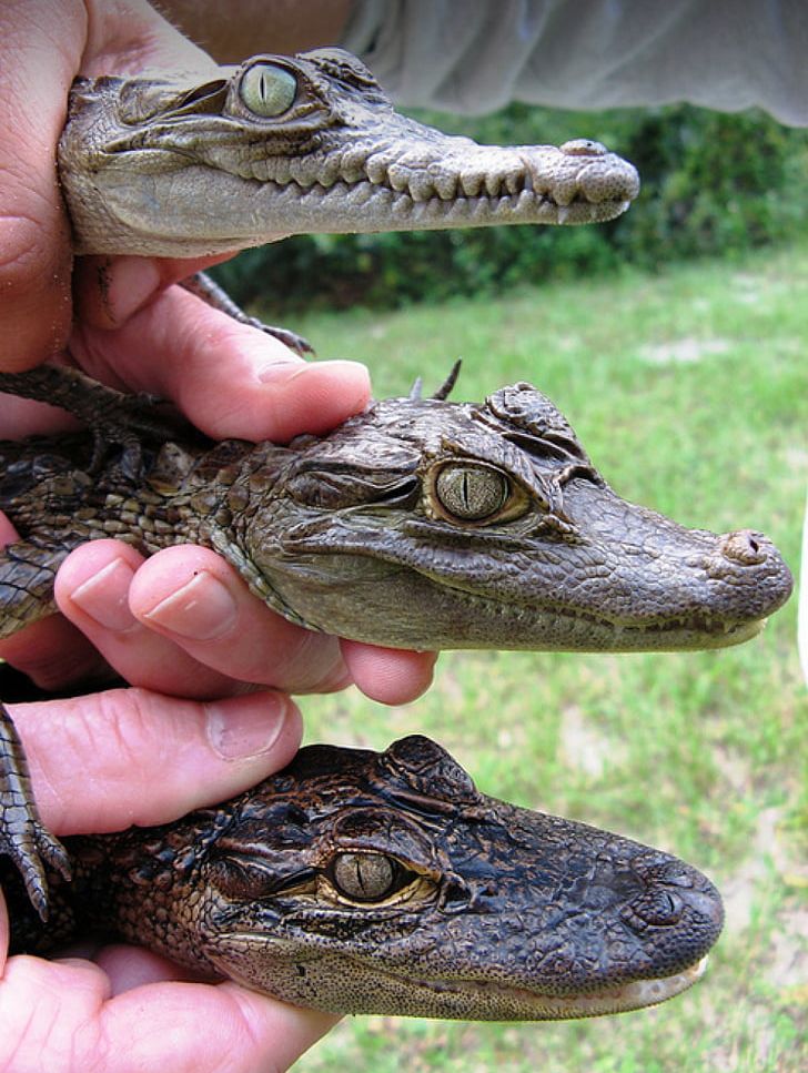 Caiman Crocodile American Alligator Baby Alligator Gharial PNG, Clipart, Alligators, American Alligator, American Crocodile, Animal, Animals Free PNG Download
