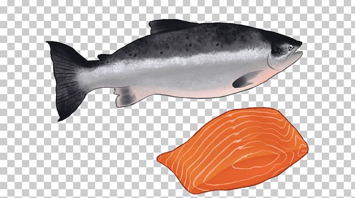 Coho Salmon Fish Products Salmon As Food Oily Fish PNG, Clipart, Biology, Bony Fish, Coho, Coho Salmon, Fin Free PNG Download