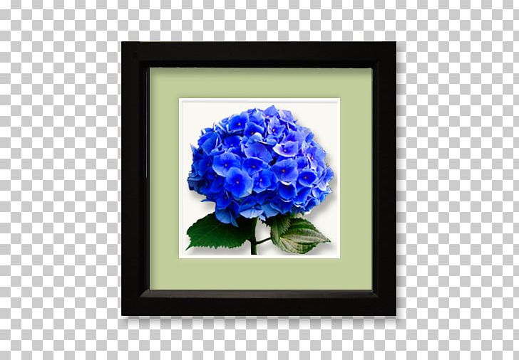 Hydrangea Cut Flowers Blue Rose PNG, Clipart, Blue, Blue Rose, Cobalt Blue, Cornales, Cut Flowers Free PNG Download