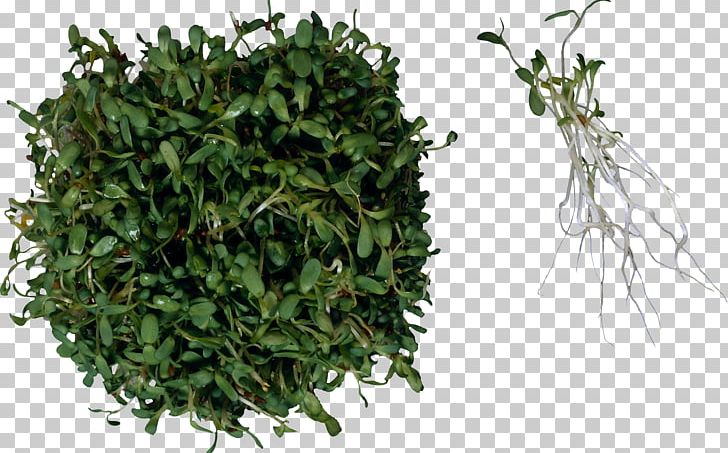 Sprouting Herb Food Salad Alfalfa PNG, Clipart, Alfalfa, Alfalfa Sprouts, Biluochun, Chia, Eating Free PNG Download