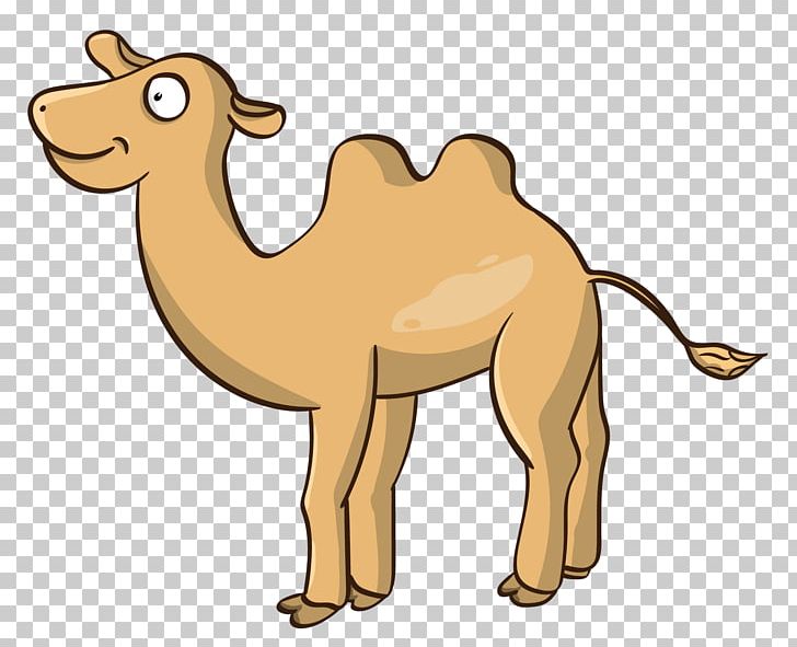 Dromedary Graphics Bactrian Camel Illustration PNG, Clipart, Animal Figure, Arabian Camel, Bactrian Camel, Camel, Camel Like Mammal Free PNG Download
