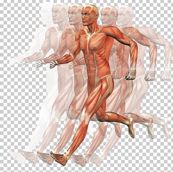Homo Sapiens Muscle Human Body Motion Anatomy PNG, Clipart, Abdomen, Anatomy, Arm, Art, Back Free PNG Download