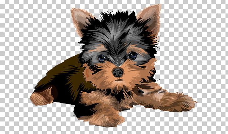 Yorkshire Terrier Biewer Terrier Puppy Australian Terrier Yorkipoo PNG, Clipart, Airedale Terrier, Biewer Terrier, Boston Terrier, Carnivoran, Companion Dog Free PNG Download