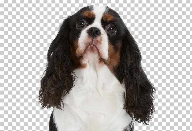 Cavalier King Charles Spaniel Dog Breed Companion Dog Sporting Group PNG, Clipart, Animal, Breed, Breed Group Dog, Carnivoran, Cavalier King Charles Spaniel Free PNG Download