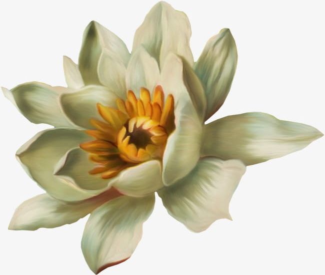 Painted White Lotus Water Lily PNG, Clipart, Bowl, Bowl Lotus, Flowers, Lilies, Lily Clipart Free PNG Download