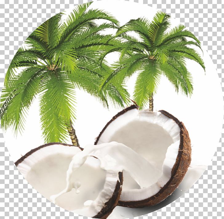 Coconut Arecaceae Flowerpot Tree Arecales PNG, Clipart, Arecaceae, Arecales, Coconut, Flowerpot, Fruit Nut Free PNG Download