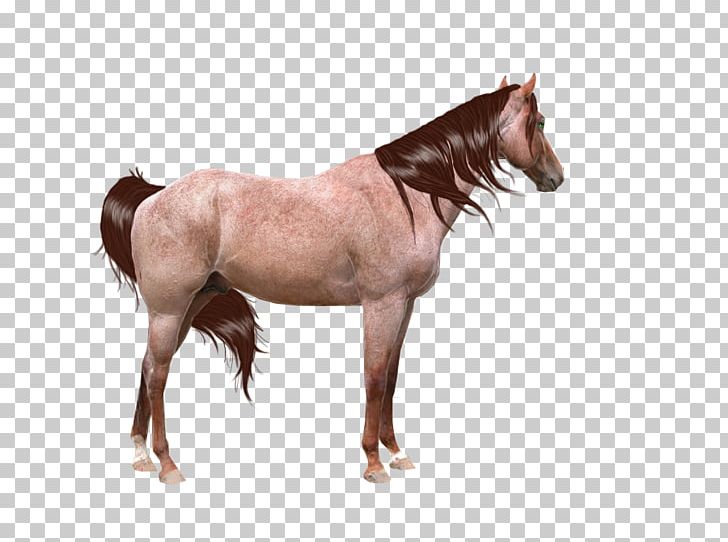 Friesian Horse Shire Horse Mustang Mane Stallion PNG, Clipart, Animals, Balloon Cartoon, Boy Cartoon, Cartoon, Cartoon Character Free PNG Download