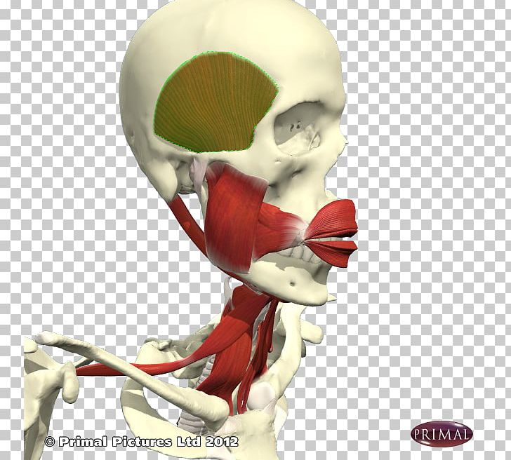 Skeleton Bone Joint Muscle Jaw PNG, Clipart, Bone, Character, Fantasy, Fiction, Fictional Character Free PNG Download