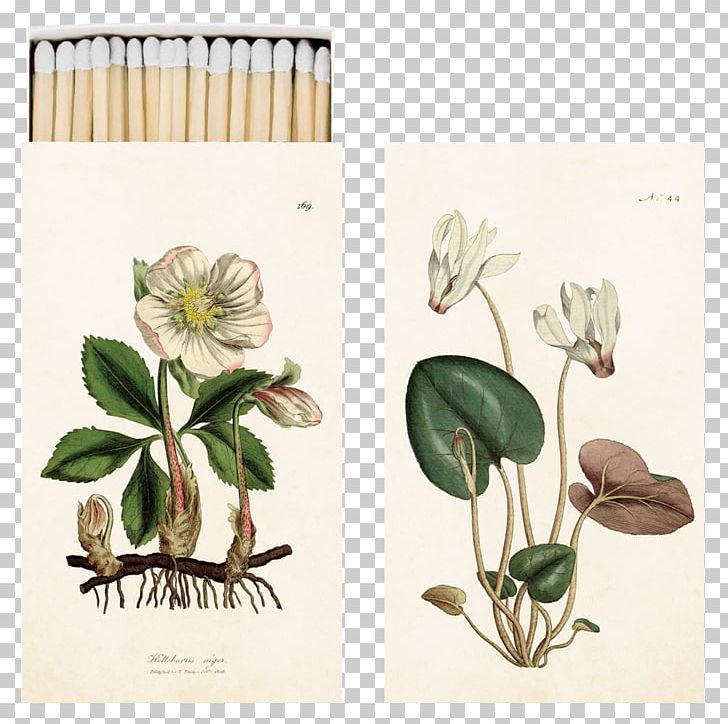Helleborus Niger Botany Art Botanical Illustration Drawing PNG, Clipart, Art, Botanical Illustration, Botany, Drawing, Flower Free PNG Download