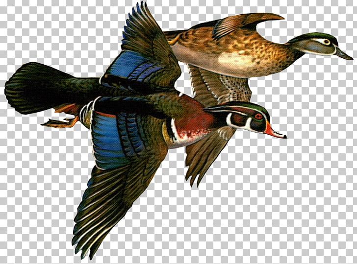 Mallard Federal Duck Stamp Wood Ducks Painter PNG, Clipart, Animals, Art, Beak, Bird, Duck Free PNG Download