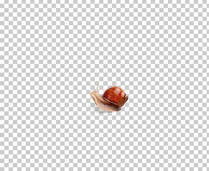Snail Flooring PNG, Clipart, Animals, Cartoon Snail, Flooring, Gastropods, Insect Free PNG Download