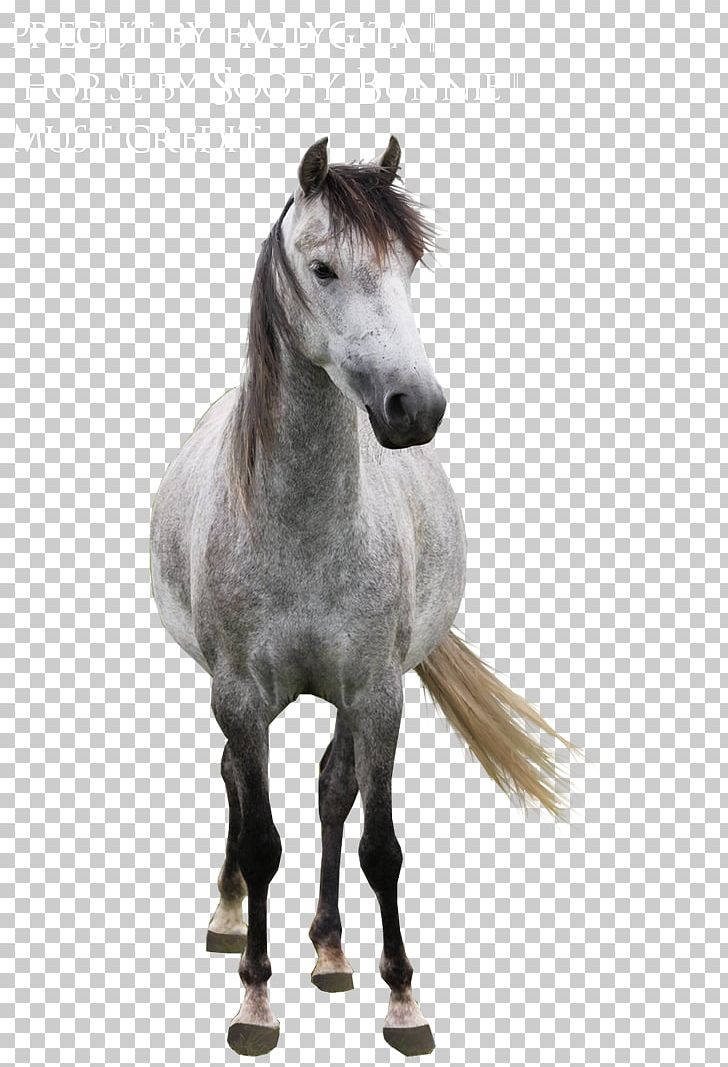 Arabian Horse Mane Mustang Stallion Andalusian Horse PNG, Clipart, American Quarter Horse, Andalusian Horse, Arabian Horse, Back, Bridle Free PNG Download