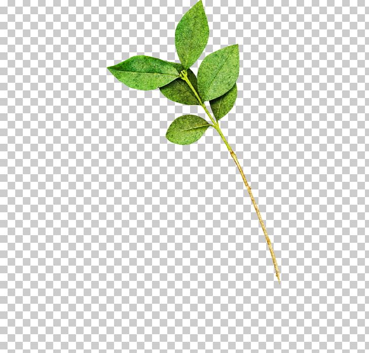 Collage Leaf Plant Stem Wildlife PNG, Clipart, Branch, Collage, Green Leaf, Leaf, Liveinternet Free PNG Download