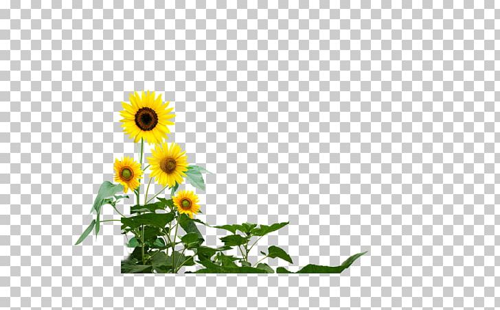 Common Sunflower PNG, Clipart, Common Sunflower, Computer Wallpaper, Daisy Family, Flower, Flower Arranging Free PNG Download