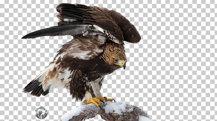 Eagle Oryol Desktop Metaphor Bird PNG, Clipart, Accipitriformes, Animals, Beak, Bird, Bird Of Prey Free PNG Download