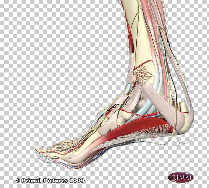 Plantar Fasciitis Foot Plantar Fascia Sole Achilles Tendon PNG, Clipart, Anatomy, Ankle, Arches Of The Foot, Arm, Blood Vessel Free PNG Download