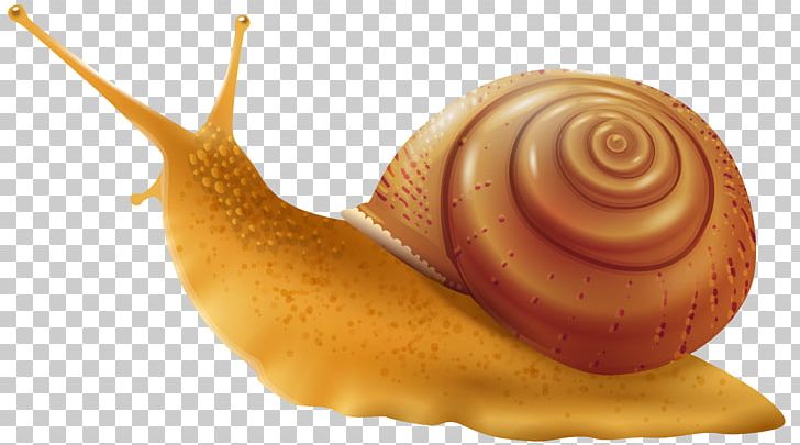 Snail Gastropod Shell Drawing PNG, Clipart, Animals, Clip Art, Computer Icons, Conchology, Drawing Free PNG Download