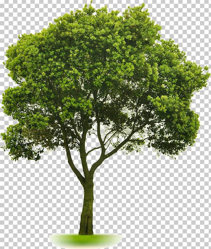 Tree Landscaping Lawn PNG, Clipart, Arborist, Branch, Garden, Grass, Houseplant Free PNG Download
