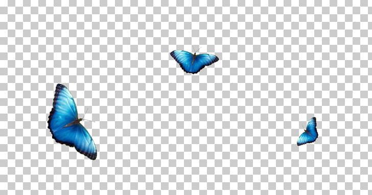 Butterfly Blue Color Red Pieridae PNG, Clipart, Animal, Azure, Blue, Body Jewelry, Butterflies And Moths Free PNG Download