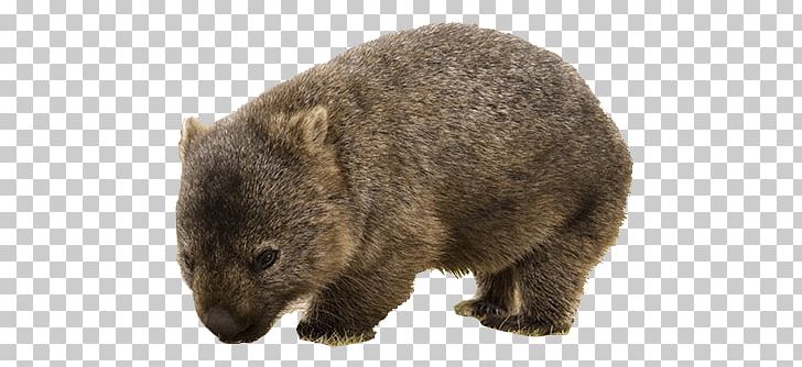Cute Wombat PNG, Clipart, Animals, Wombats Free PNG Download