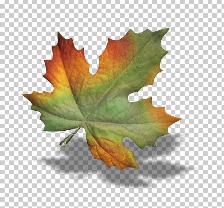 GIF Portable Network Graphics Autumn Drawing PNG, Clipart, Autumn, Centerblog, Drawing, Leaf, Maple Leaf Free PNG Download