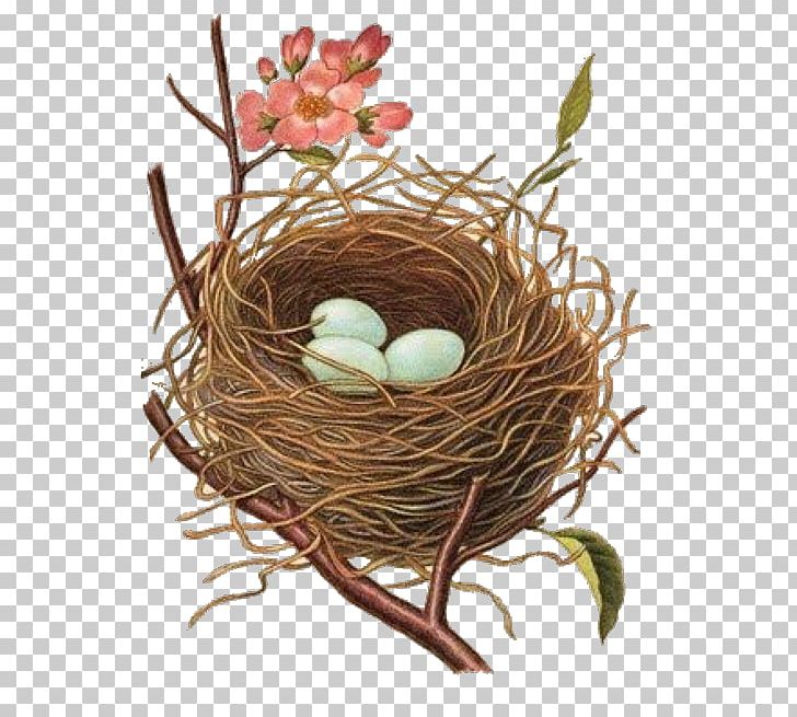 Edible Bird's Nest Bird Nest PNG, Clipart, Animals, Art, Bird, Bird Nest, Botanical Illustration Free PNG Download