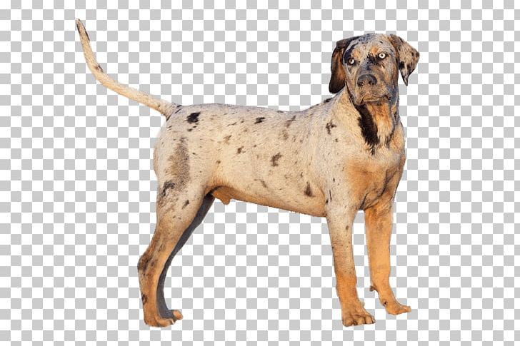 Plott Hound Catahoula Cur American Leopard Hound Dog Breed Labrador Retriever PNG, Clipart, American Leopard Hound, Animal, Animals, Appearance, Breed Free PNG Download