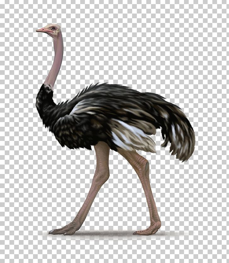 Common Ostrich Bird PNG, Clipart, Animals, Beak, Bird, Cassowary, Common Ostrich Free PNG Download