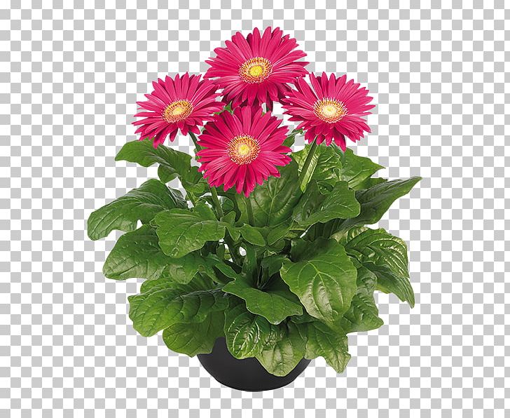 Cut Flowers Plant Chrysanthemum Flowerpot PNG, Clipart, Annual Plant, Argyranthemum Frutescens, Aster, Carnation, Chrysanthemum Free PNG Download