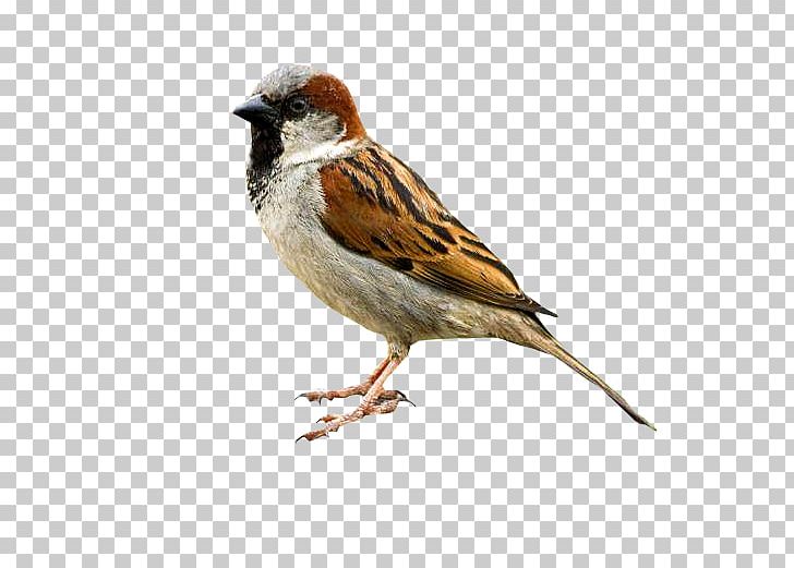 Bird Eurasian Tree Sparrow Critter Control Wildlife PNG, Clipart, American, Animal, Animal Control And Welfare Service, Animals, Beak Free PNG Download