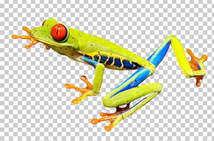 True Frog Amphibian Vertebrate Red-eyed Tree Frog PNG, Clipart, American Green Tree Frog, Amphibian, Animals, Australian Green Tree Frog, Drawing Free PNG Download