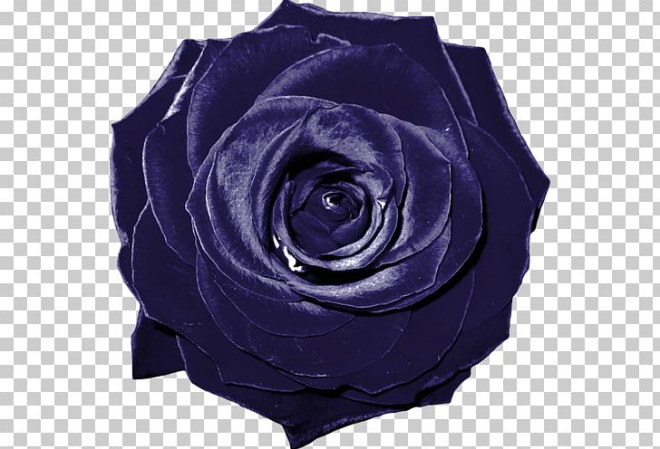 Blue Rose Garden Roses Flower Pink PNG, Clipart, Blue, Cobalt Blue, Cut Flowers, Electric Blue, Flowering Plant Free PNG Download