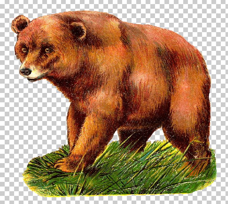 Grizzly Bear Alaska Peninsula Brown Bear PNG, Clipart, Alaska Peninsula Brown Bear, Animal, Animals, Antique, Bear Free PNG Download
