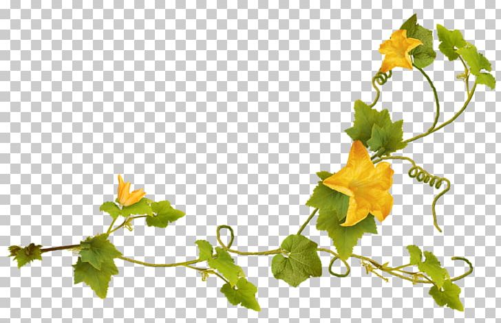 Leaf Plant Petal PNG, Clipart, Branch, Digital Image, Download, Flora, Flower Free PNG Download
