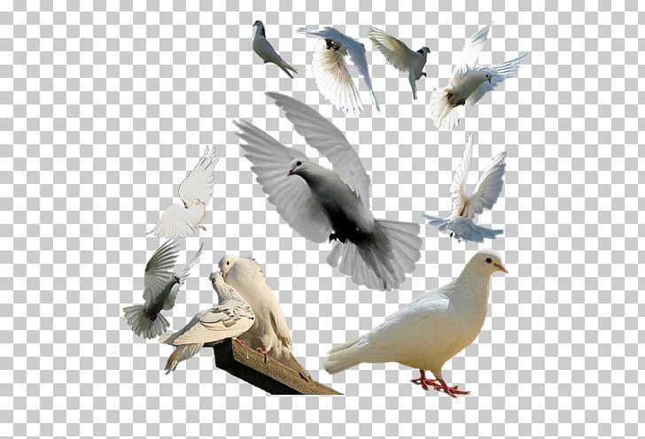 Rock Dove Columbidae Bird Flight Feather PNG, Clipart, Animals, Beak, Bed, Bird, Bird Flight Free PNG Download