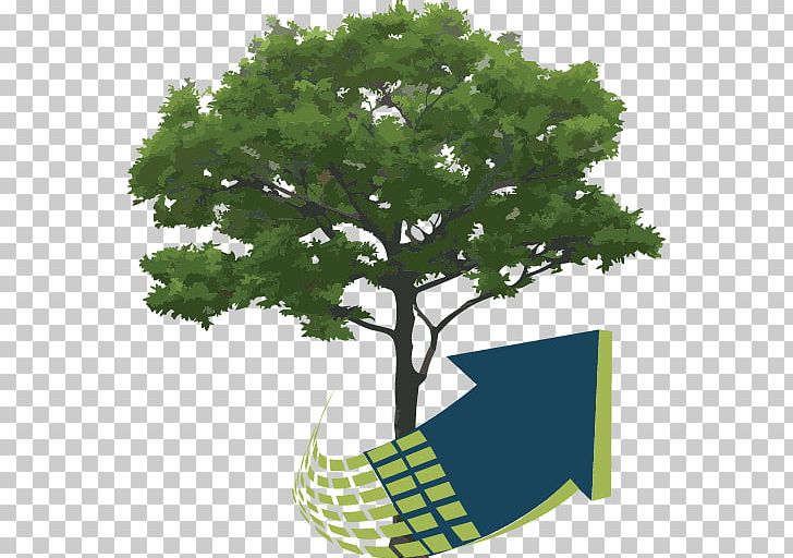 Tree Plant Shrub PNG, Clipart, Branch, Download, Drawing, Dwg, Flowerpot Free PNG Download