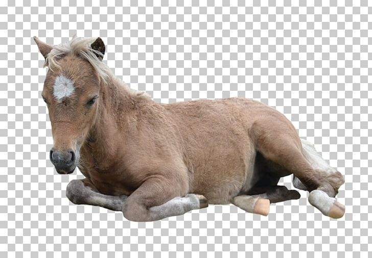 American Miniature Horse Pony American Paint Horse Arabian Horse Mustang PNG, Clipart, American Miniature Horse, American Paint Horse, Animal, Arabian Horse, Colt Free PNG Download