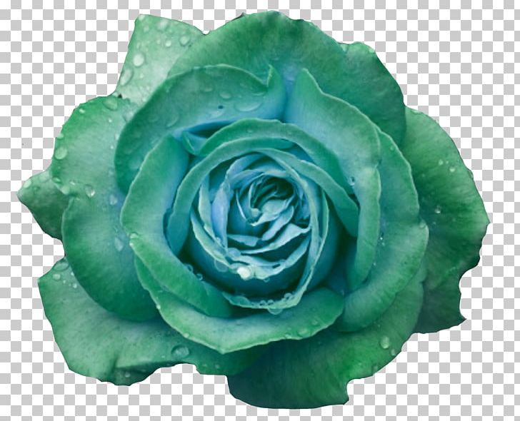 Garden Roses Cabbage Rose Blue Rose Petal Flower PNG, Clipart, Aqua, Blue Rose, Bud, Common Sunflower, Cut Flowers Free PNG Download