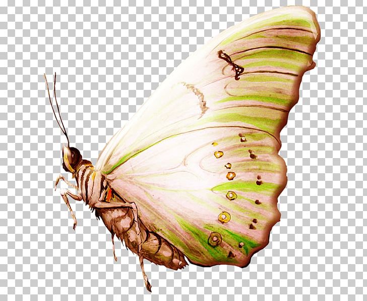 Silkworm Butterfly Pieridae PNG, Clipart, Bombycidae, Bombyx Mori, Brush Footed Butterfly, Butterflies And Moths, Butterfly Free PNG Download