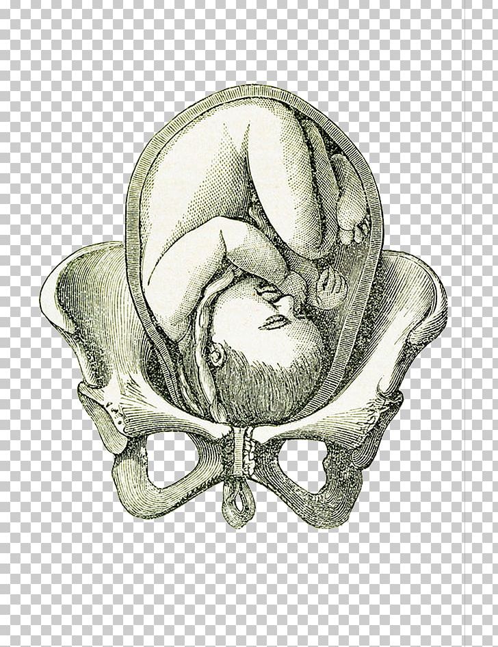 Uterus Fetus Pelvis Pregnancy PNG, Clipart, Childbirth, Coccyx, Drawing, Drawn, Embryo Free PNG Download