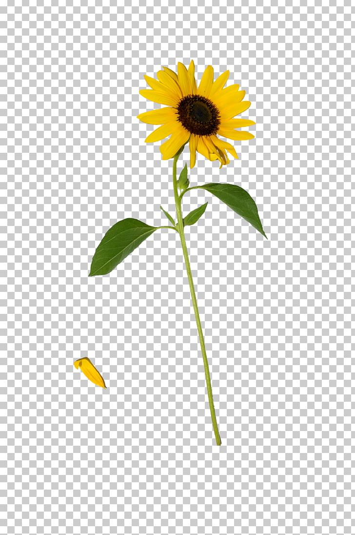 Common Sunflower Daisy Family PNG, Clipart, Annual Plant, Common Sunflower, Computer Icons, Daisy, Daisy Family Free PNG Download