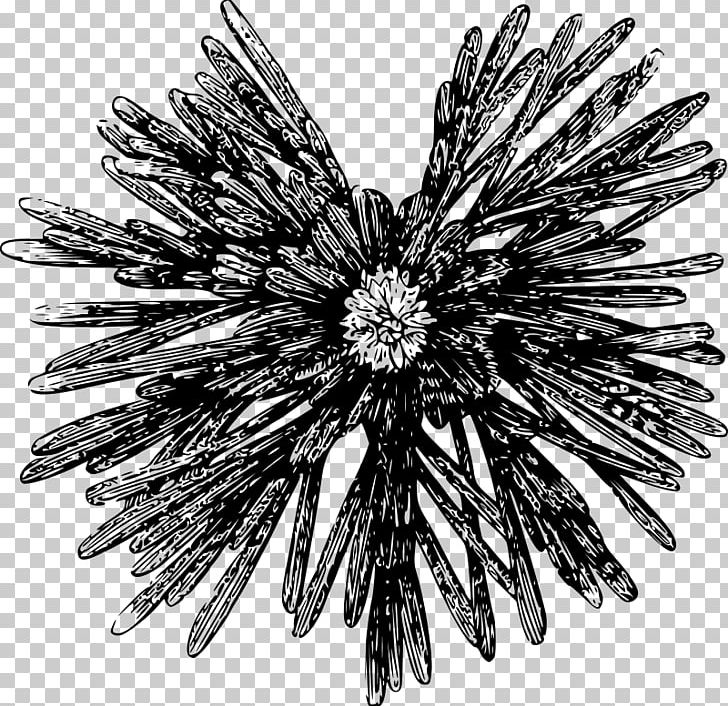 Sea Urchin PNG, Clipart, Black And White, Chart, Color, Computer Icons, Dahlia Free PNG Download