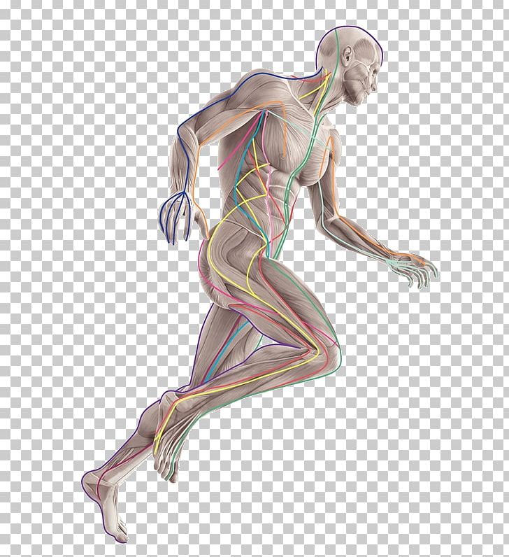 Anatomy Trains: Myofascial Meridians For Manual And Movement Therapists Therapy Human Body Medicine PNG, Clipart, Arm, Fashion Illustration, Human, Human Anatomy, Myofascial Release Free PNG Download