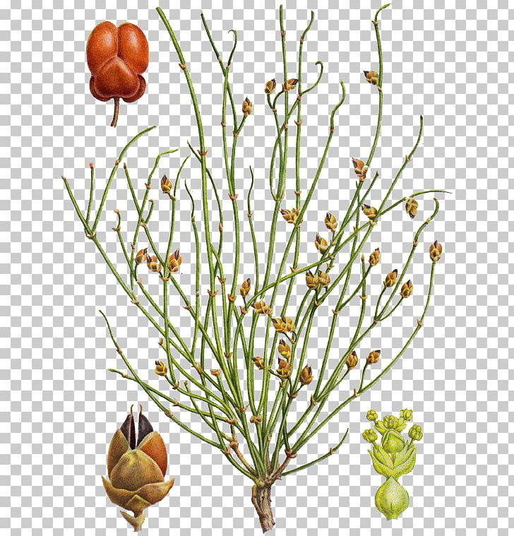 Ephedra Distachya Plant Stem Botany Rheumatism PNG, Clipart, Botany, Branch, Cut Flowers, Ephedra, Ephedra Distachya Free PNG Download