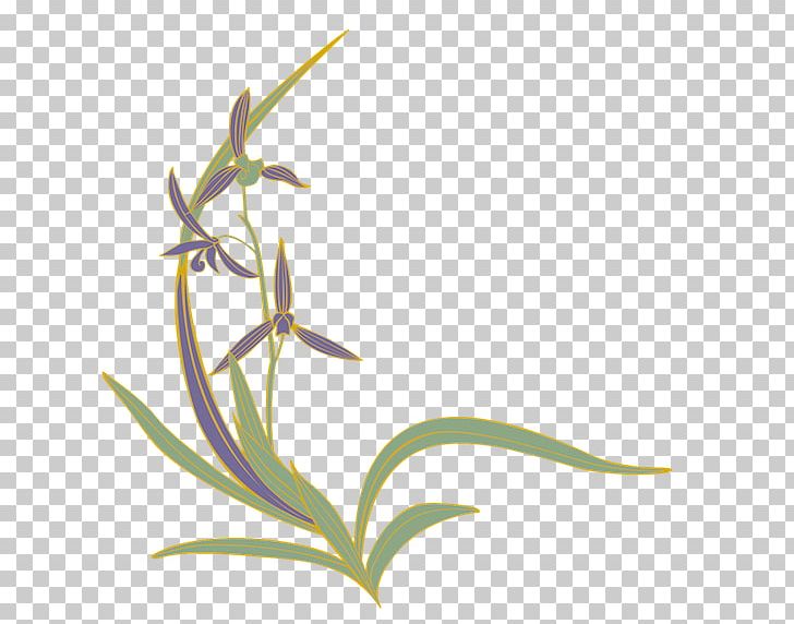 Flower Four Gentlemen Slipper Orchids Moth Orchids PNG, Clipart, Flora, Flower, Flowering Plant, Flowers, Four Gentlemen Free PNG Download