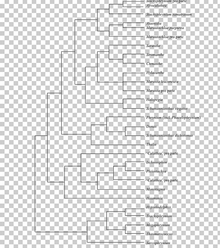 Fusarium Oxysporum Phylogenetic Tree Molecular Phylogenetics Fusarium Solani PNG, Clipart, Allium, Anatomy, Angle, Area, Diagram Free PNG Download